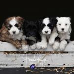 Tibet terriers en Fay-Lieke 